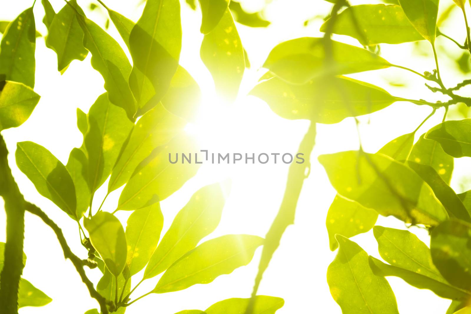 Bright plants with beautiful llight through them.