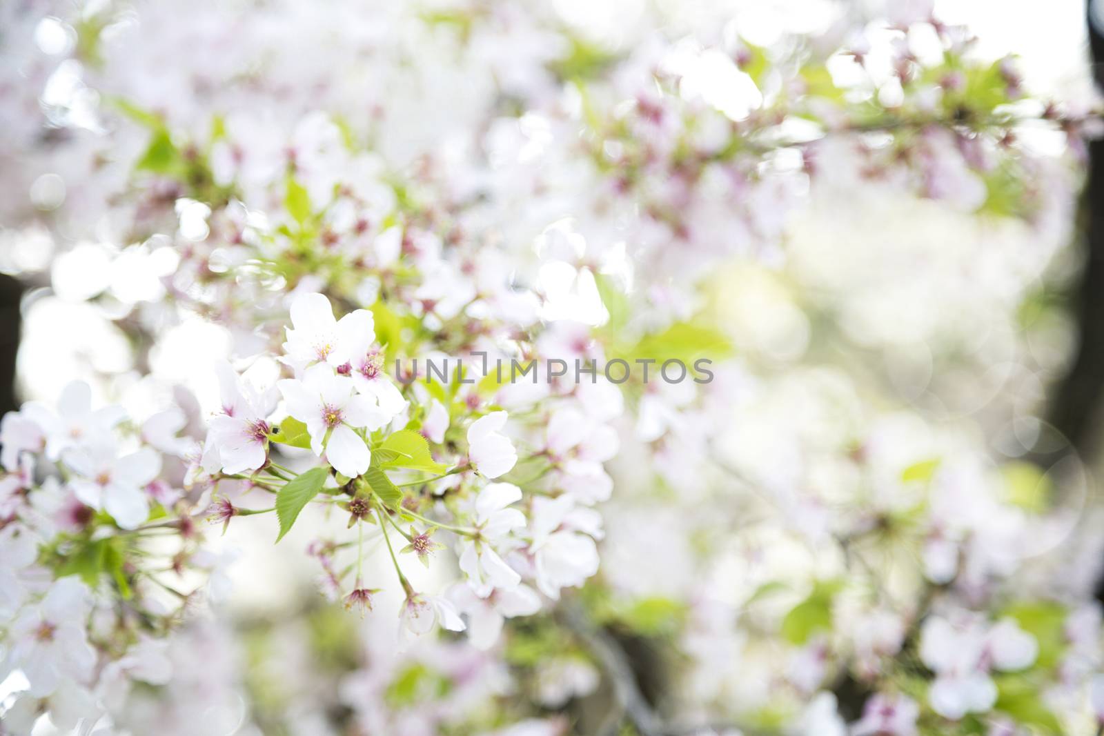 Cherry blossom by Nemida