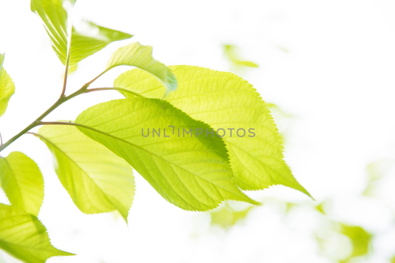 Bright plants with beautiful llight through them.