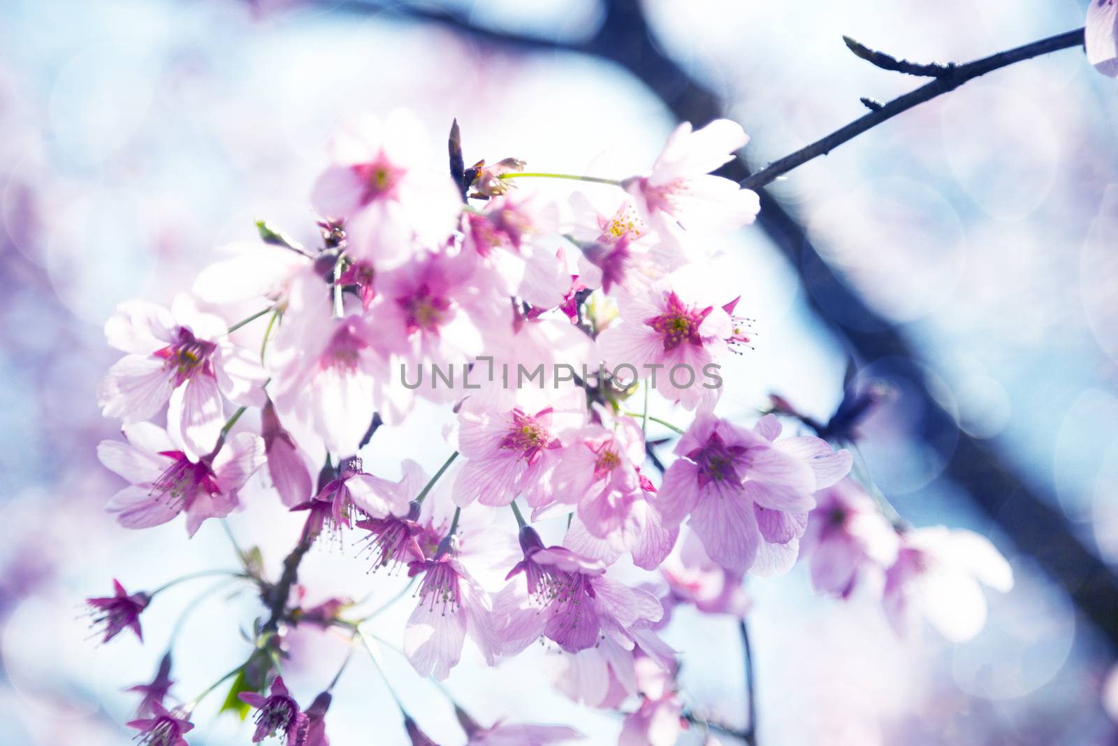 Beautiful sakura growing in a branch during spring.