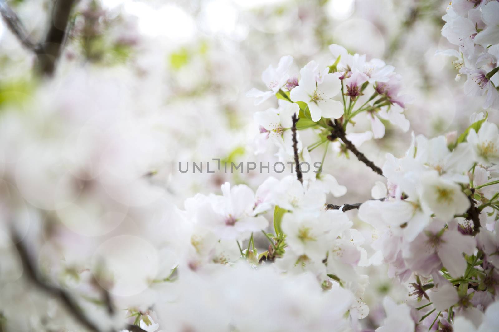 Beuatiful cherry blossom in the tree during the spring in Japan.