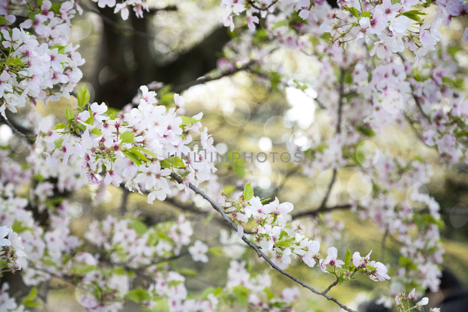 Beuatiful cherry blossom in the tree during the spring in Japan.