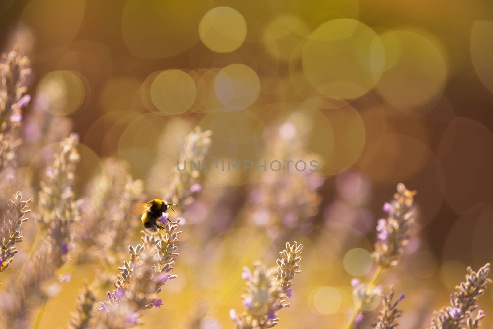 Bumblebee in Lavaneder field by Nemida