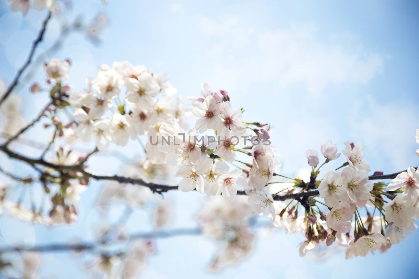 Beautiful sakura growing in a branch during spring.