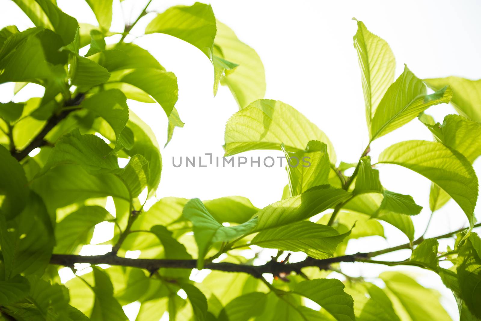 Bright plants with beautiful llight through them.