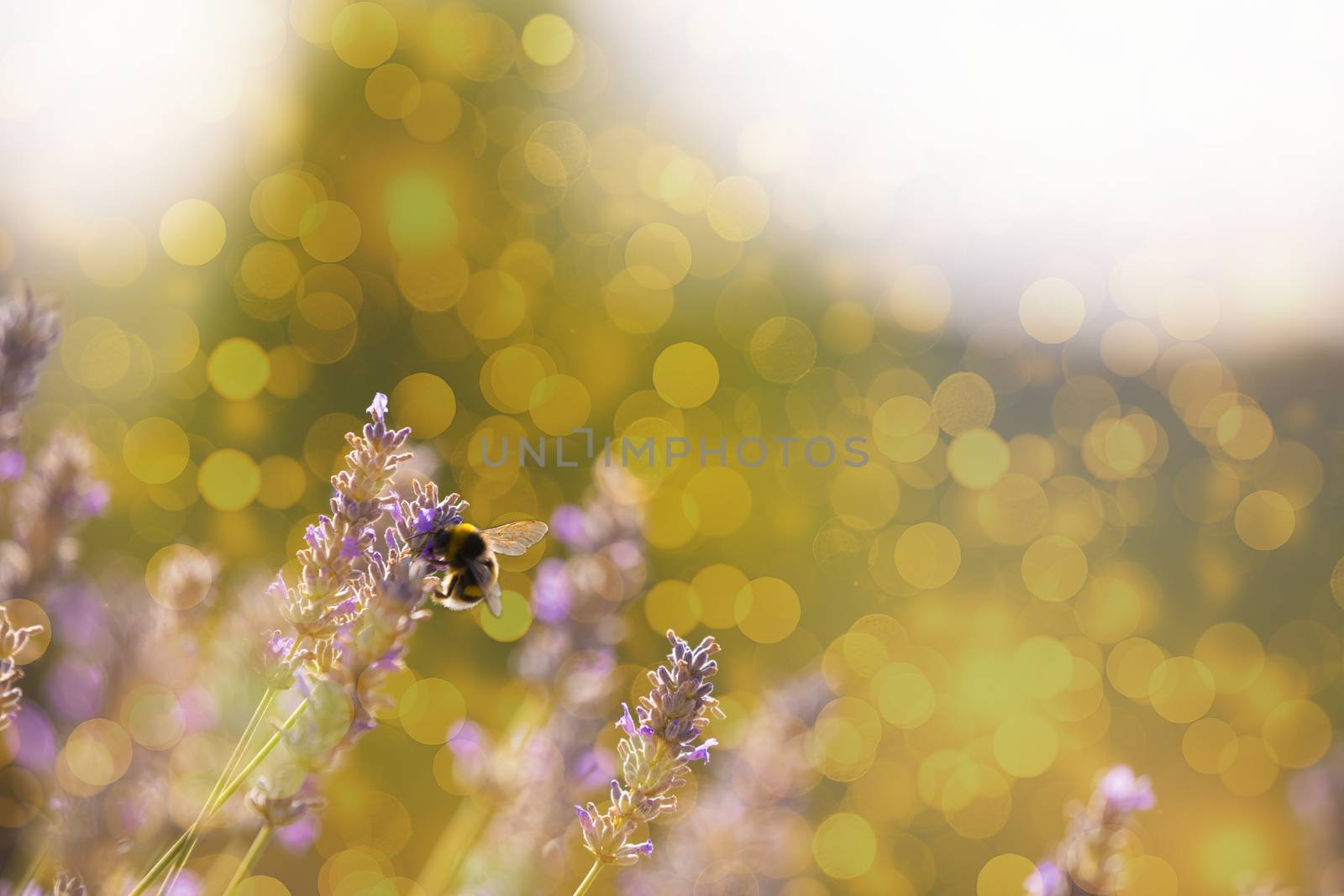 Bumblee in a field of lavender in the summer.