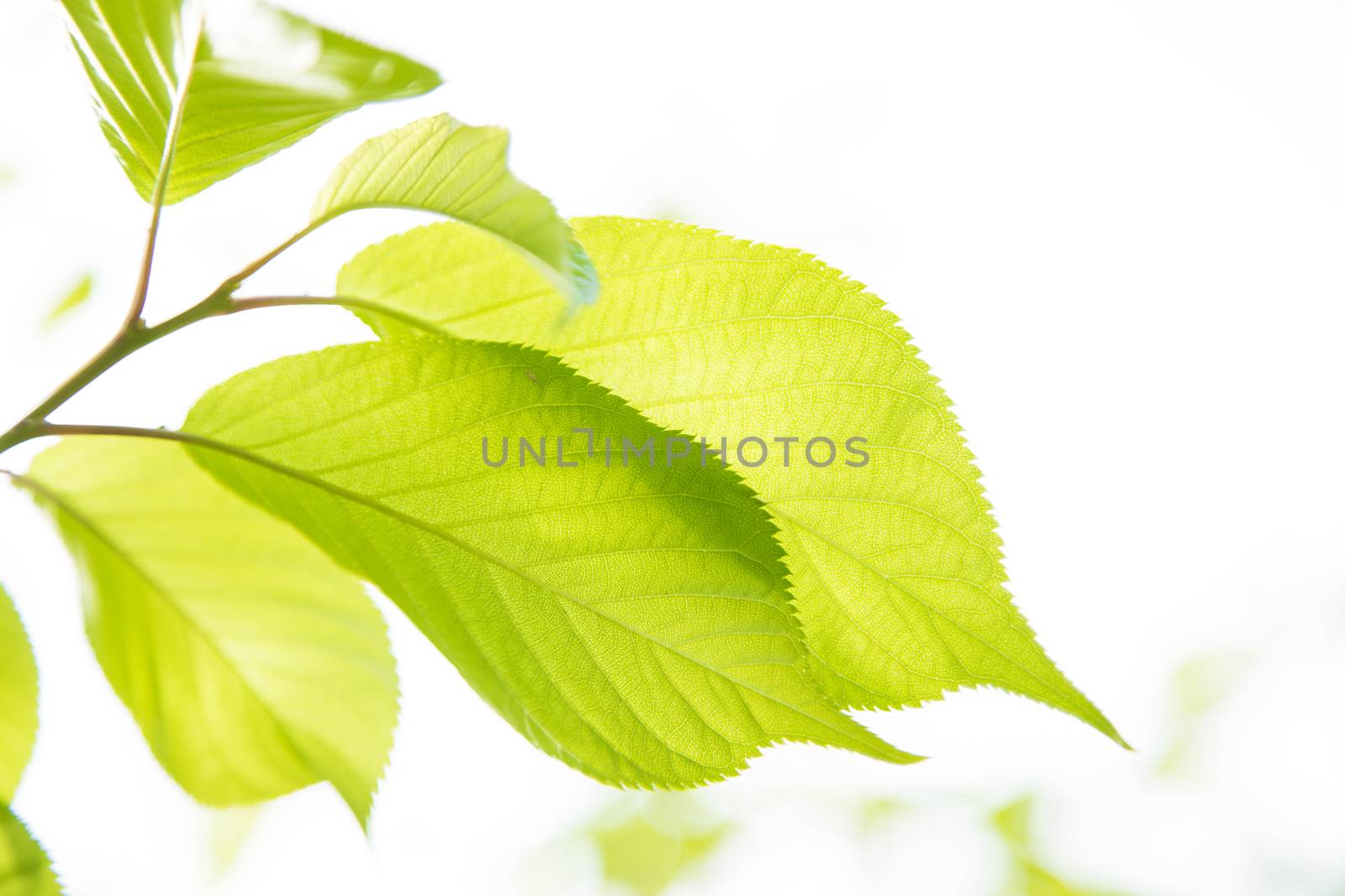 Bright plants with beautiful llight through them.