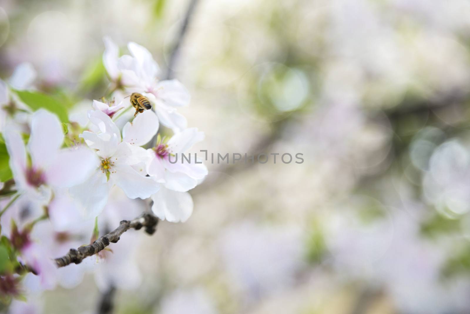 Cherry blossom by Nemida