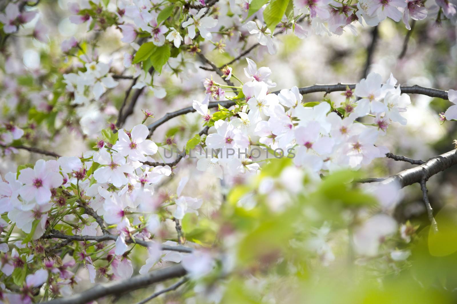 Beuatiful cherry blossom in the tree during the spring in Japan.