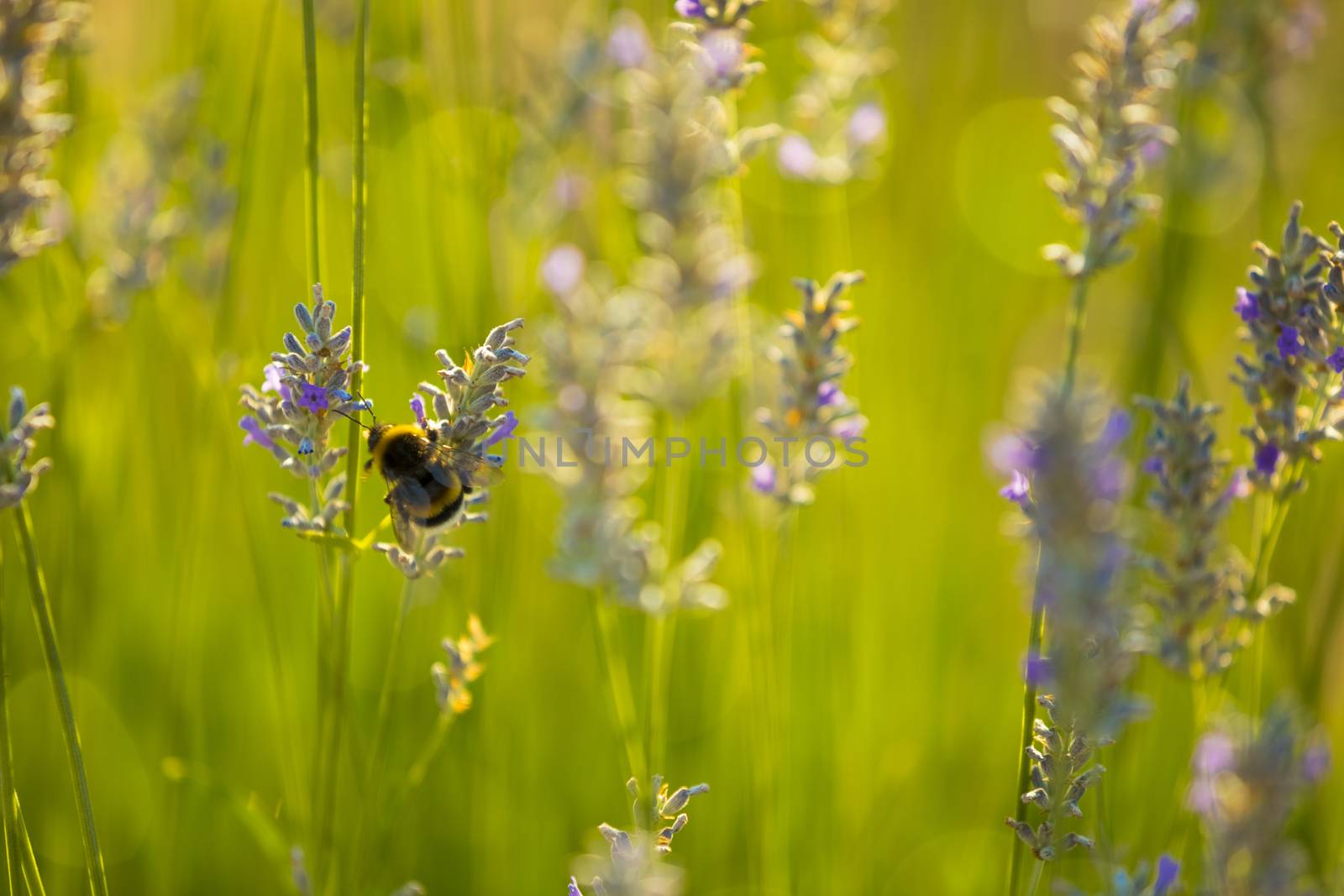 Bumblee in a field of lavender in the summer.