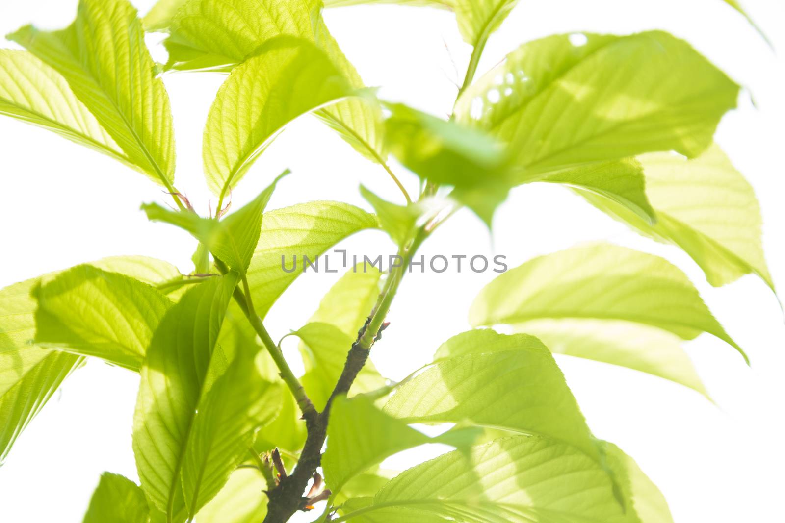 Bright plants with beautiful llight through them.