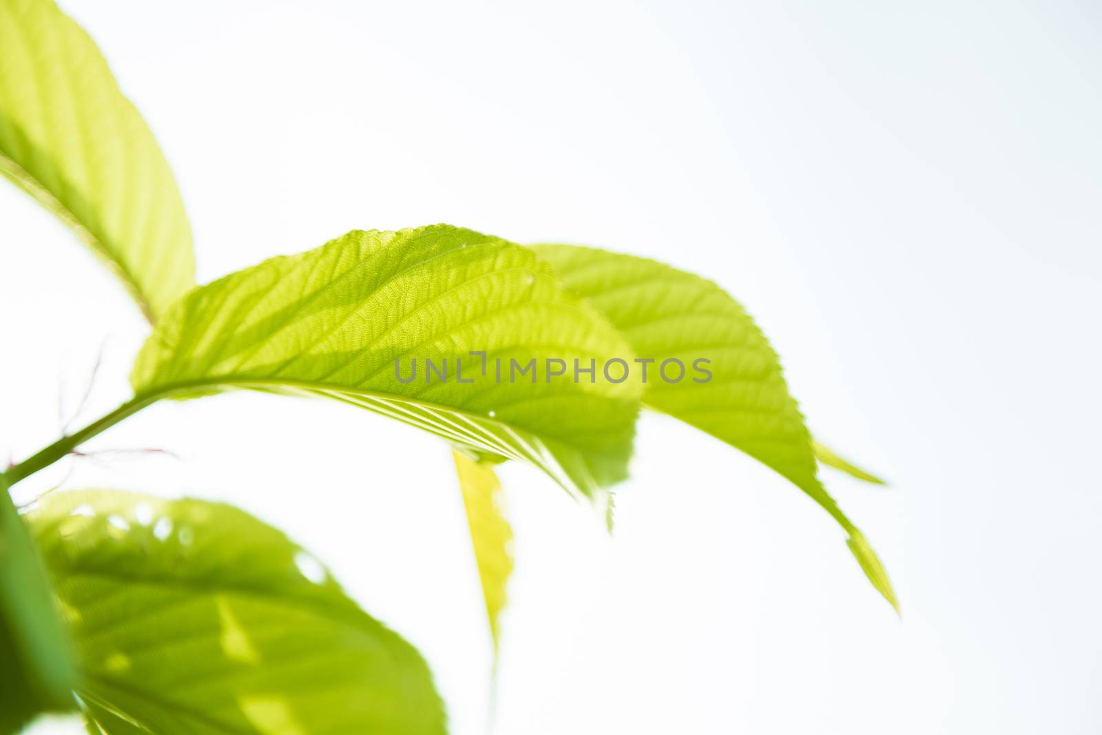 Bright plants with beautiful llight through them.