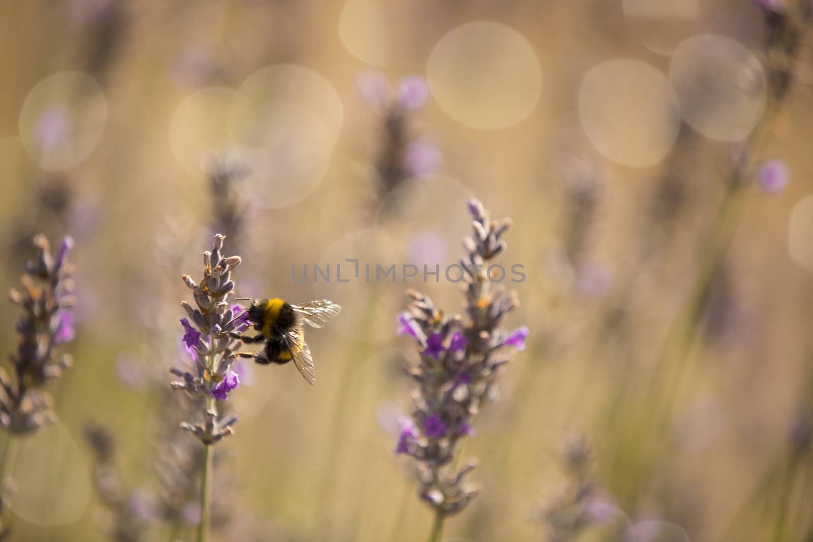 Bumblee in a field of lavender in the summer.