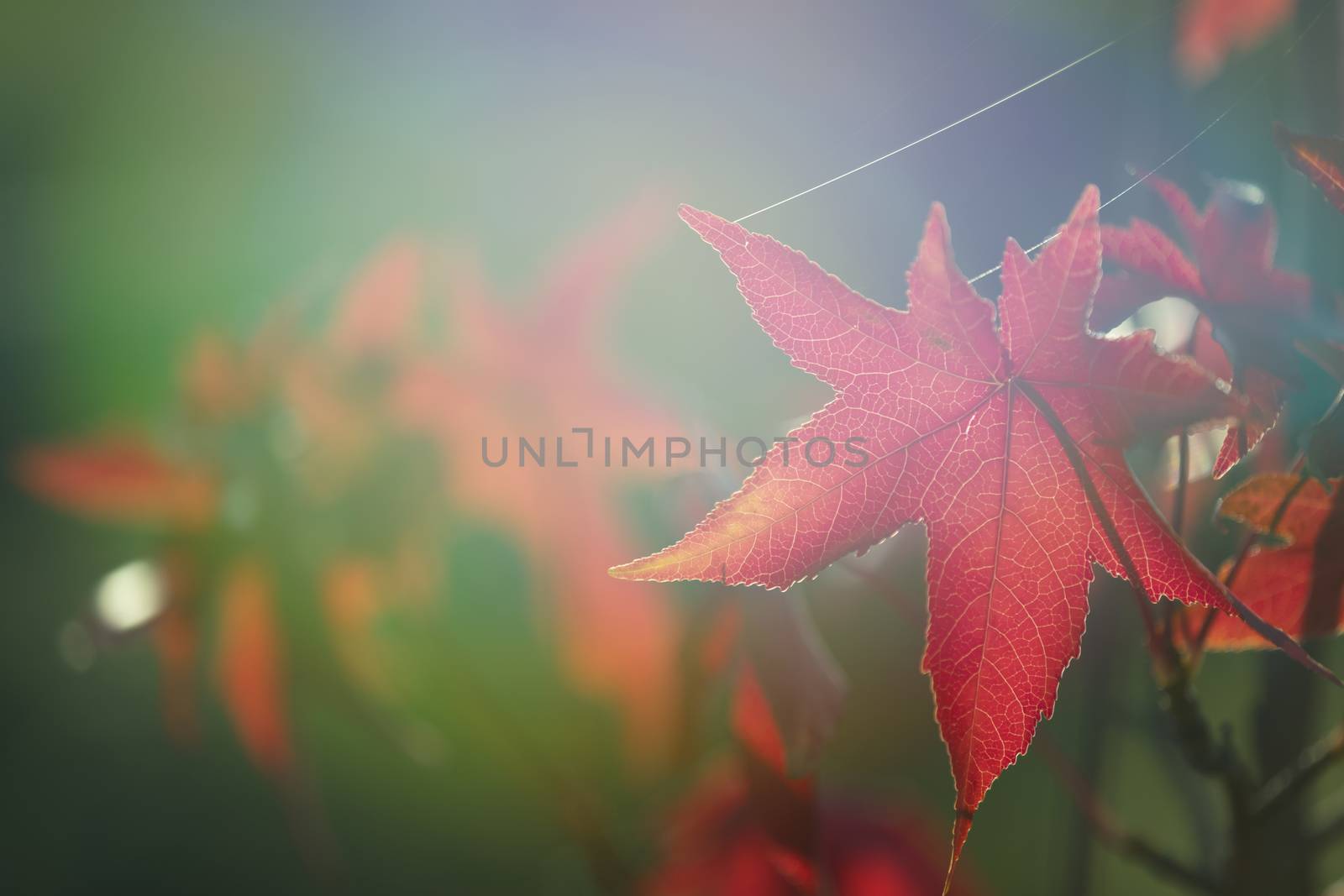 Beautiful red evergreen branch