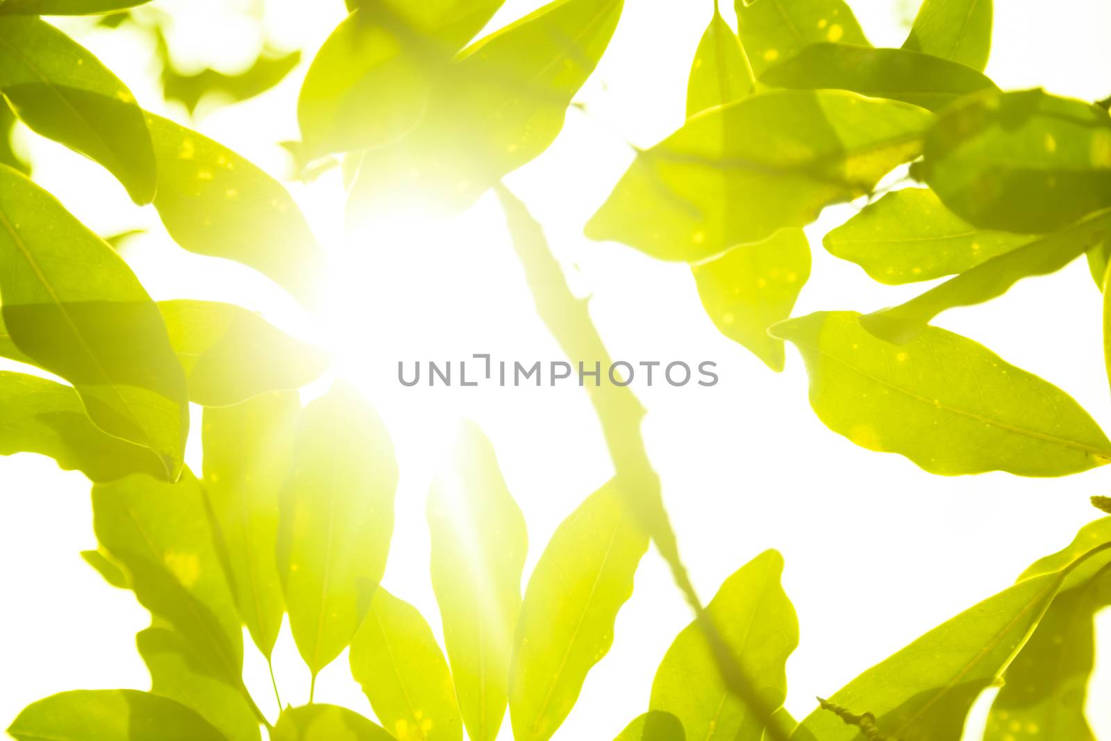 Bright plants with beautiful llight through them.