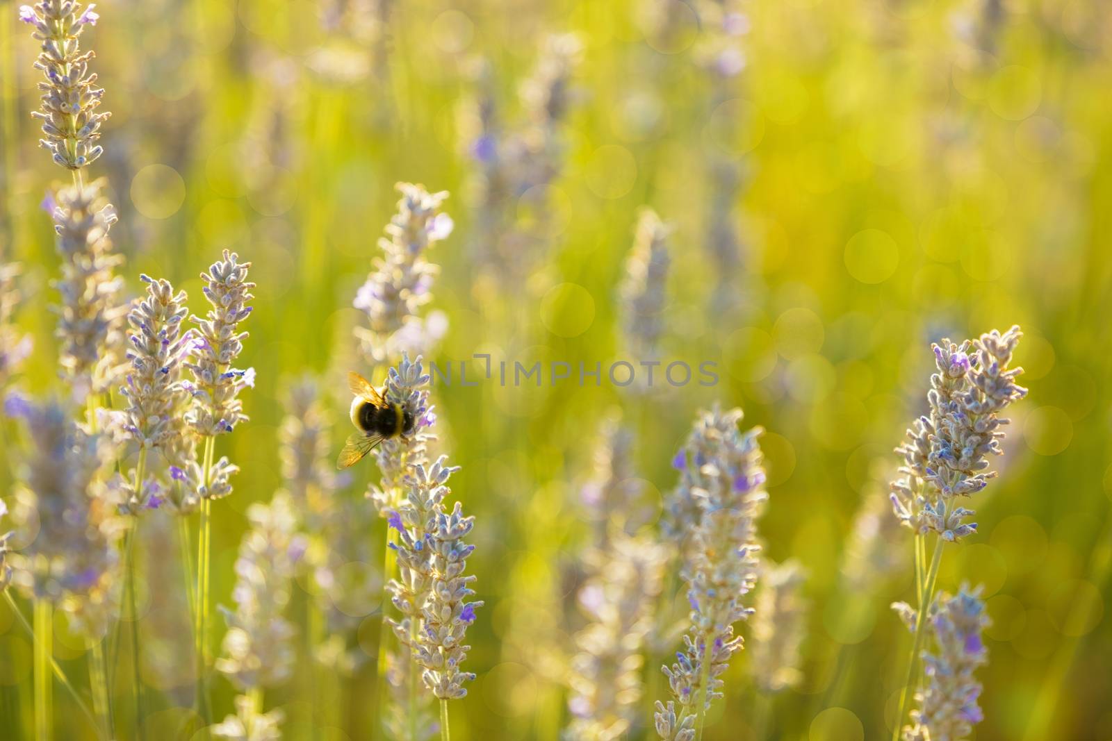 Bumblee in a field of lavender in the summer.