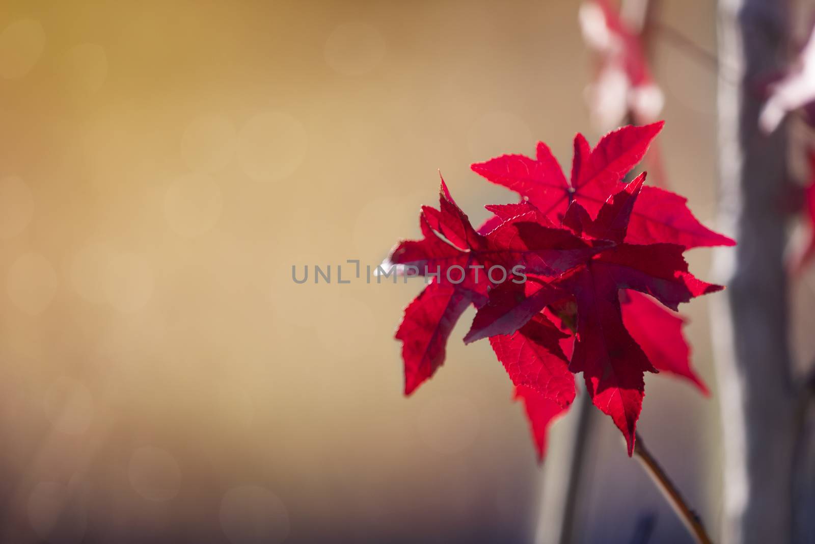 Beautiful red evergreen branch