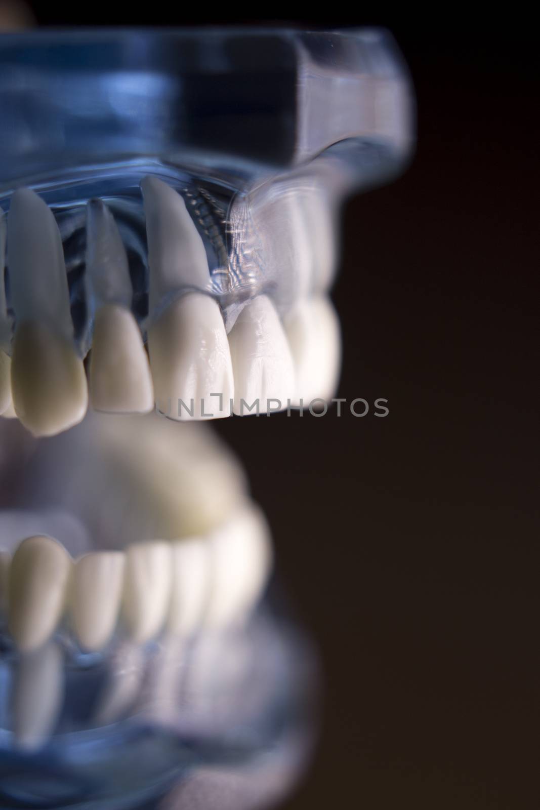 Denture for students on colored background