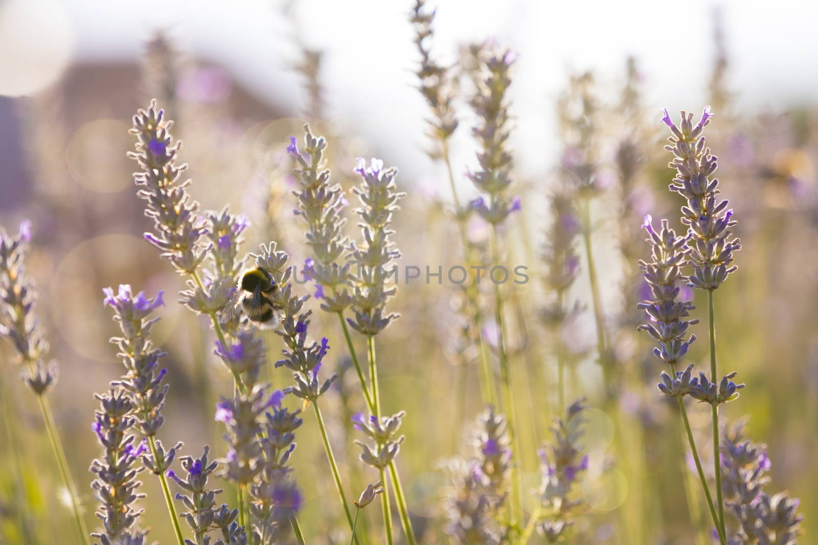 Bumblee in a field of lavender in the summer.