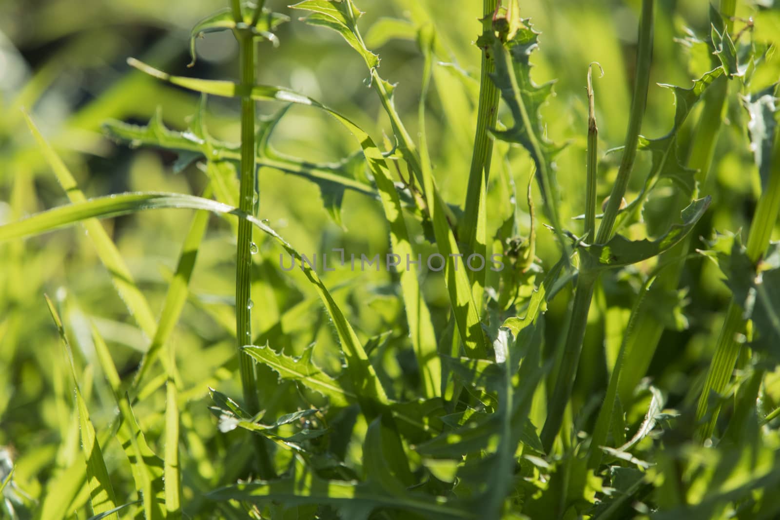 Beautiful bright green bush foliage with little drops.