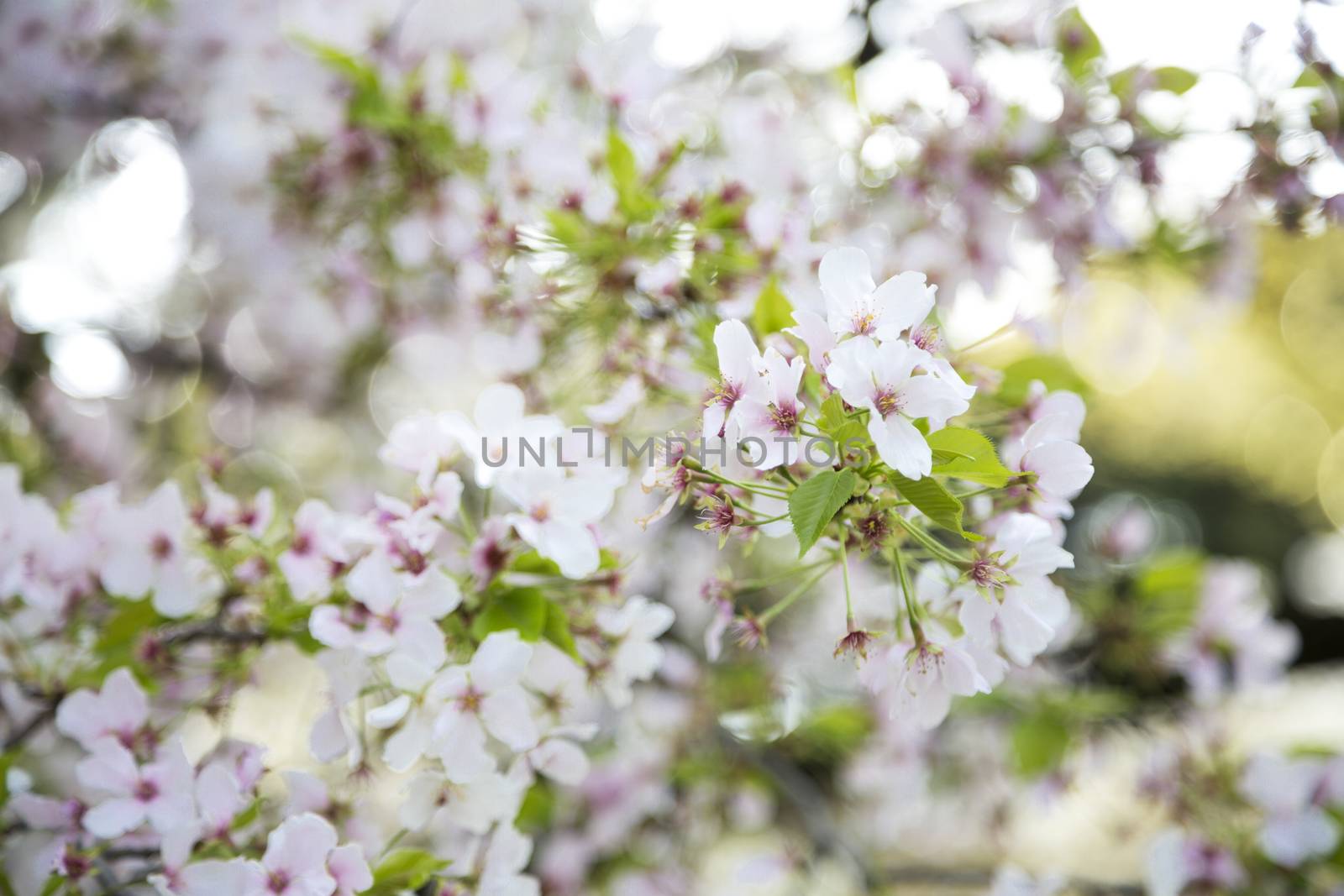 Beuatiful cherry blossom in the tree during the spring in Japan.