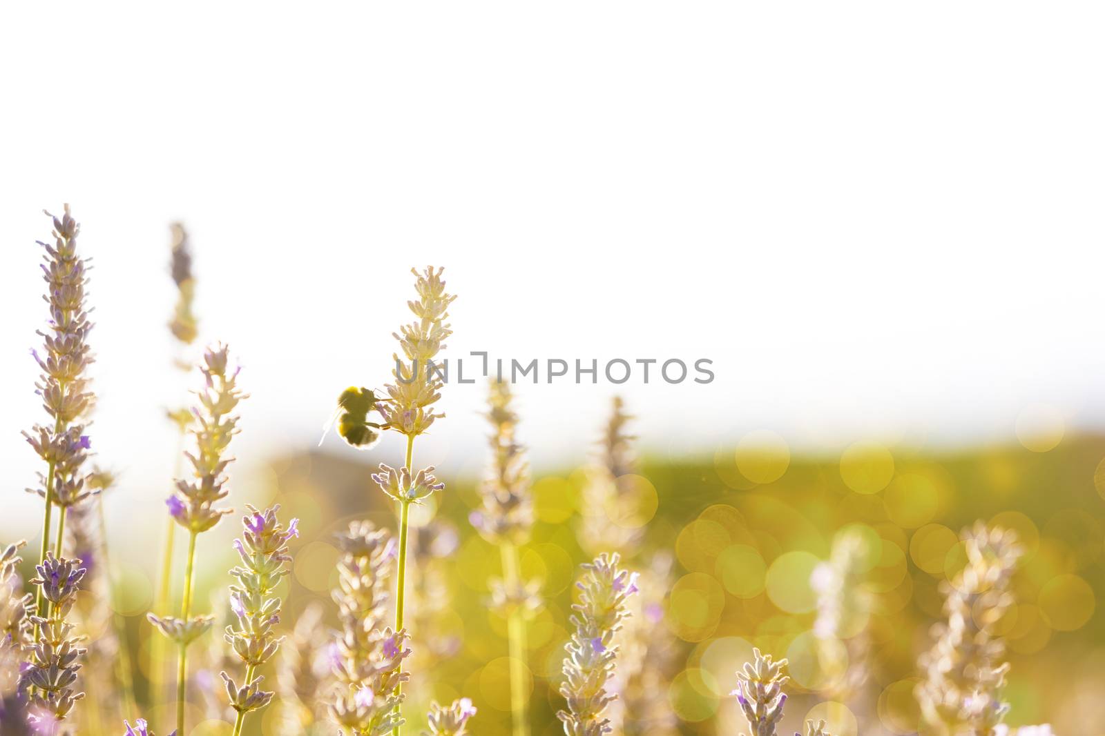 Bumblee in a field of lavender in the summer.