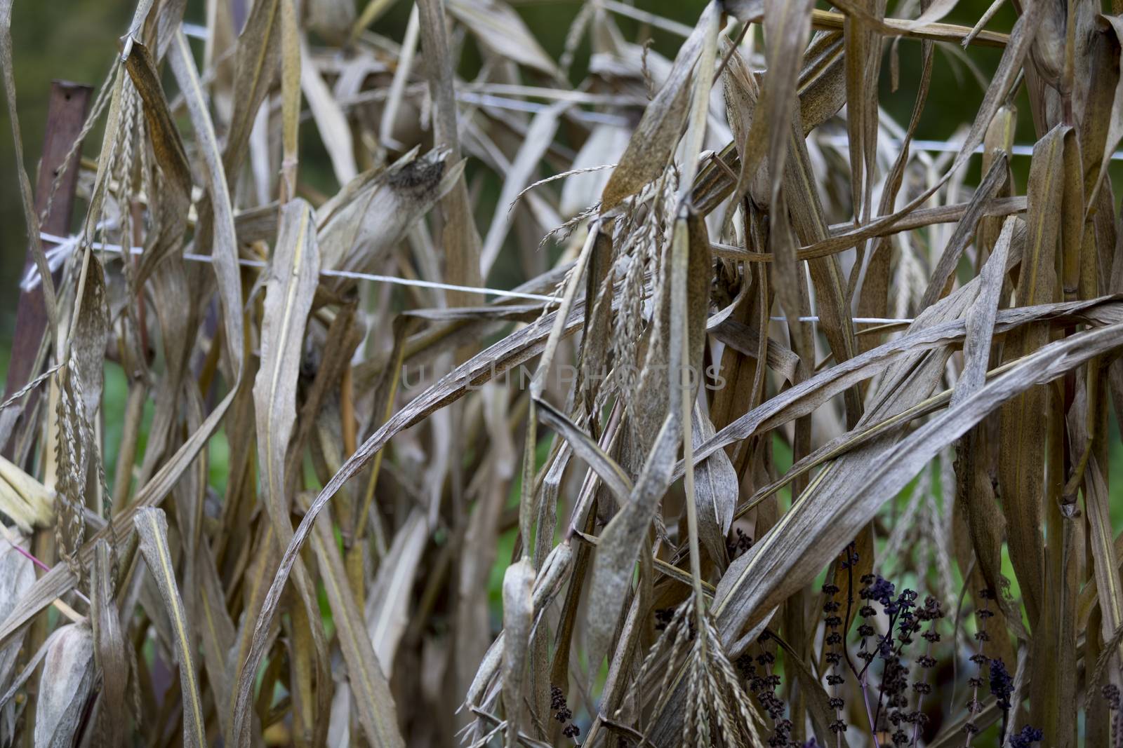 Detail of field with dried corn in the fall.