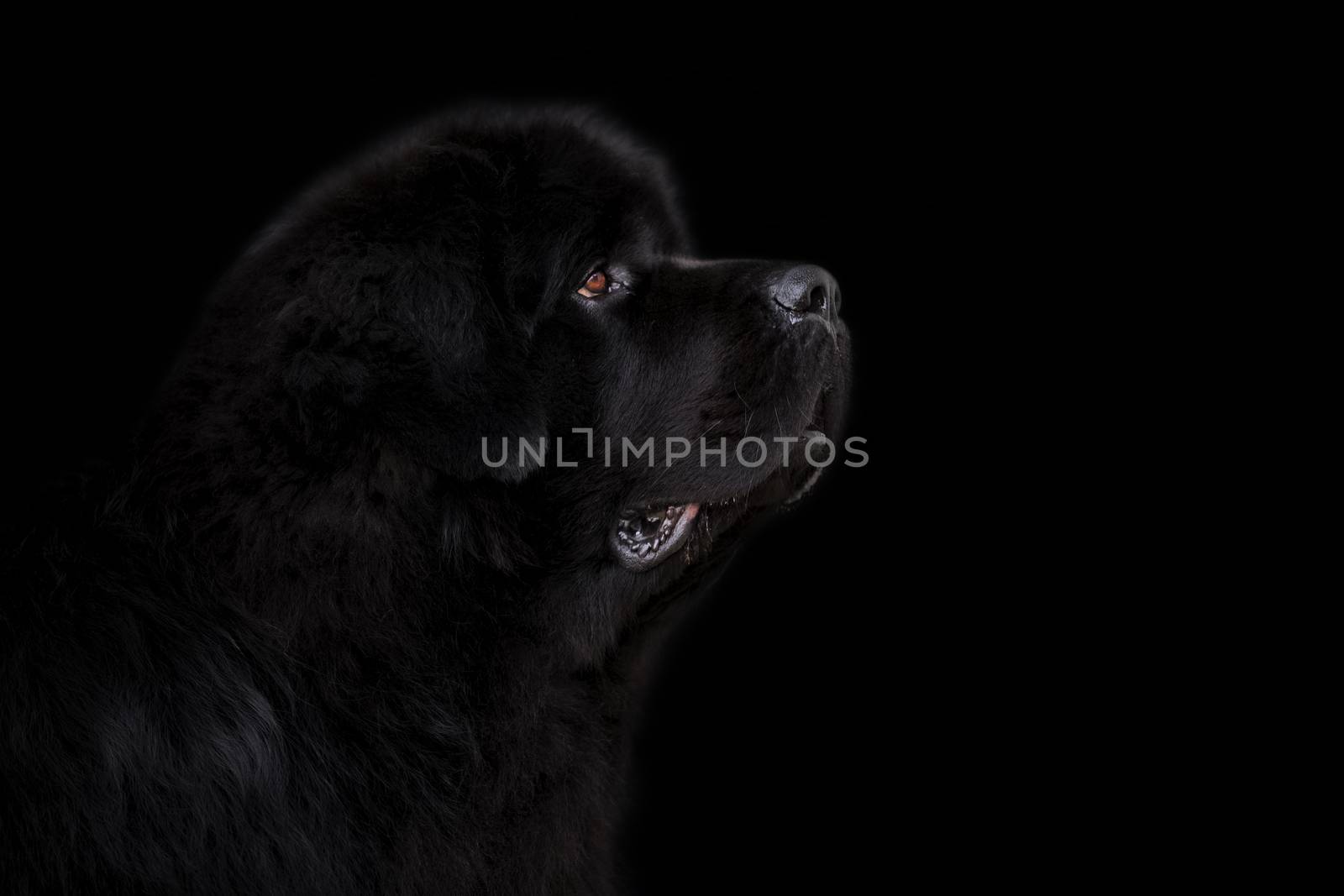 Newfoundland dog over black background.