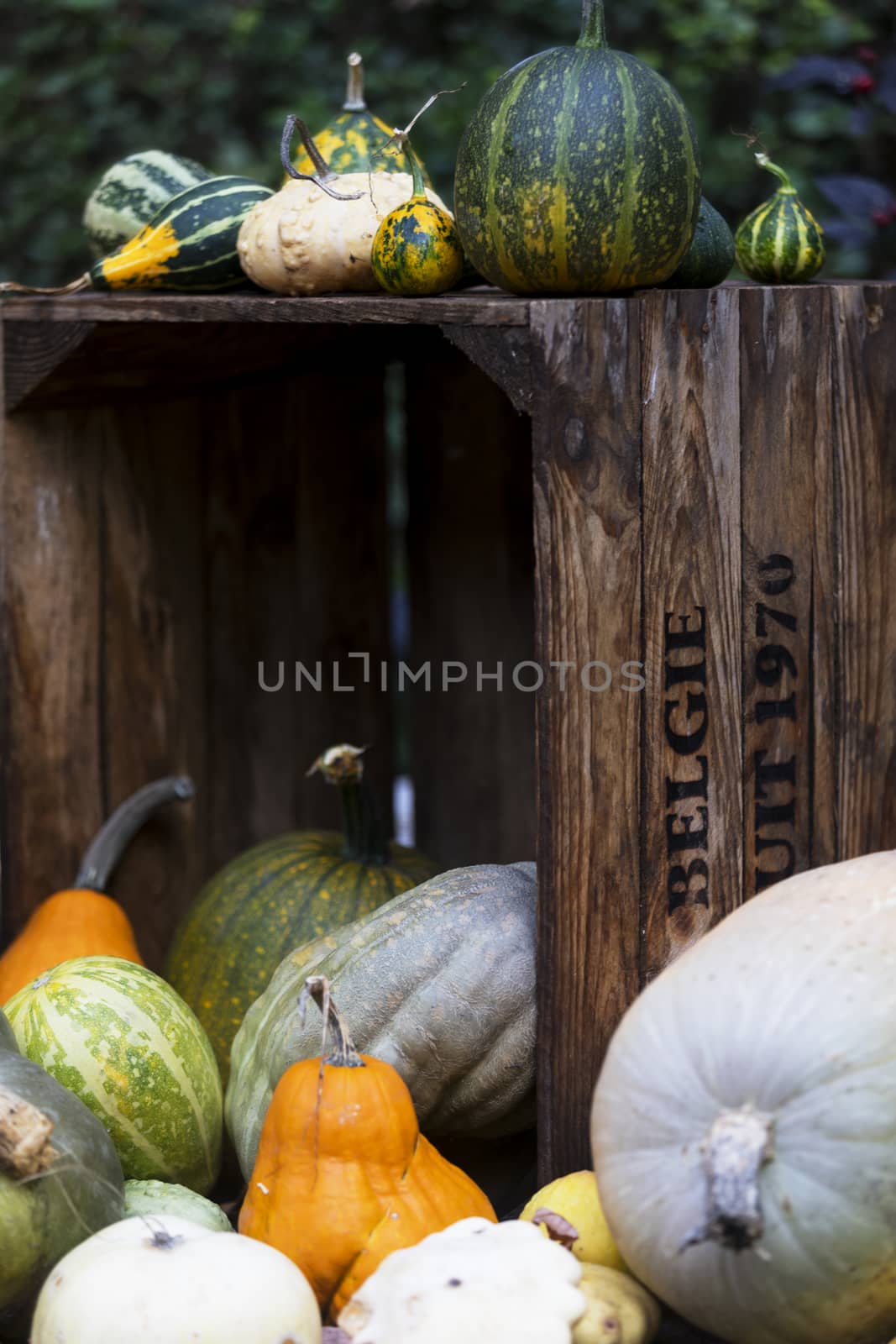 Fall harvest background with different pumpkins sizes and colors.