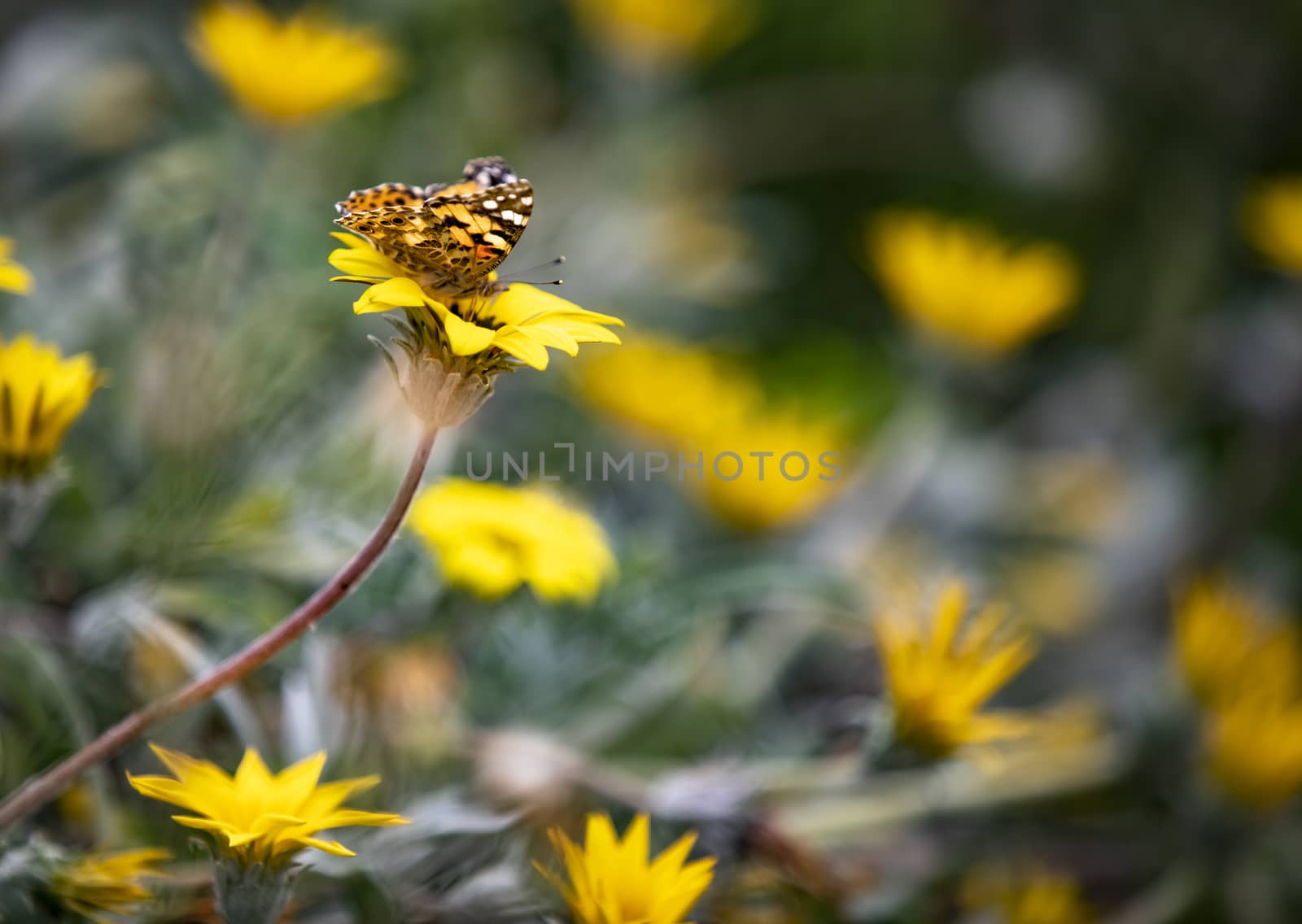 Beautiful butterfly resting on a yellow flower in the summer.