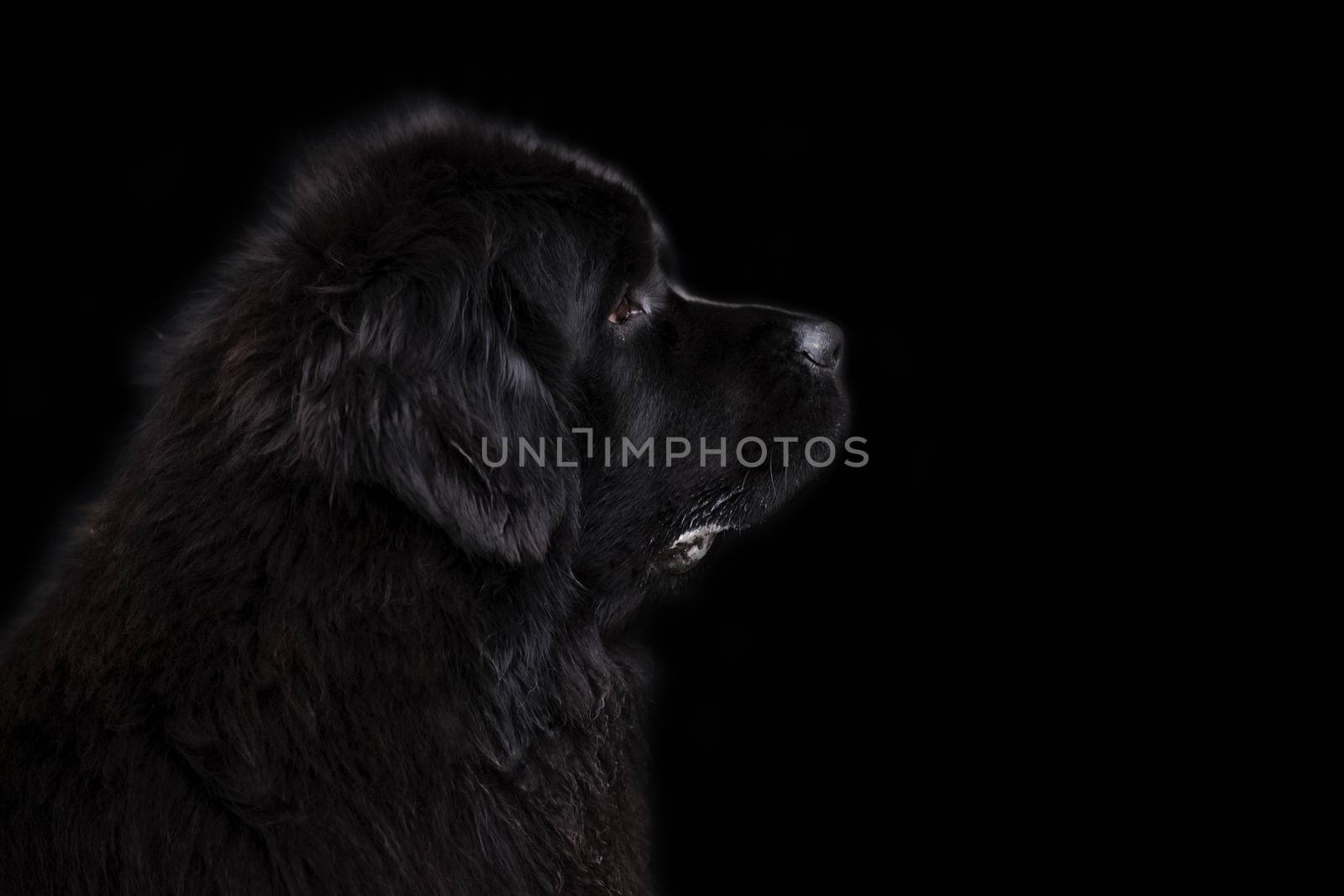 Newfoundland dog over black background.