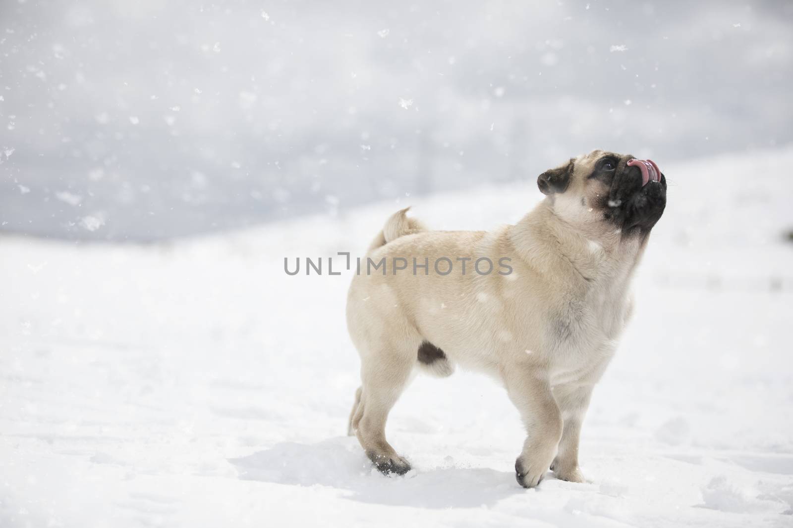 Beautiful pug dog in the winter playing with the snow