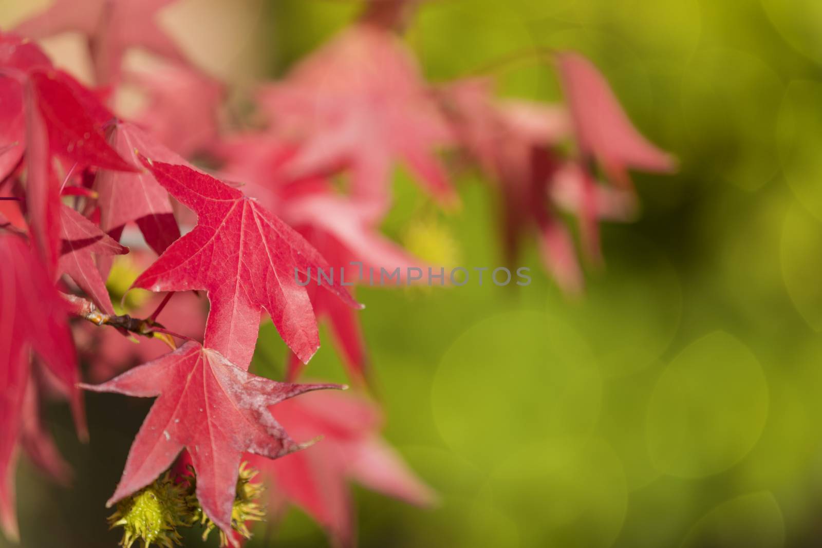 Beautiful red evergreen branch