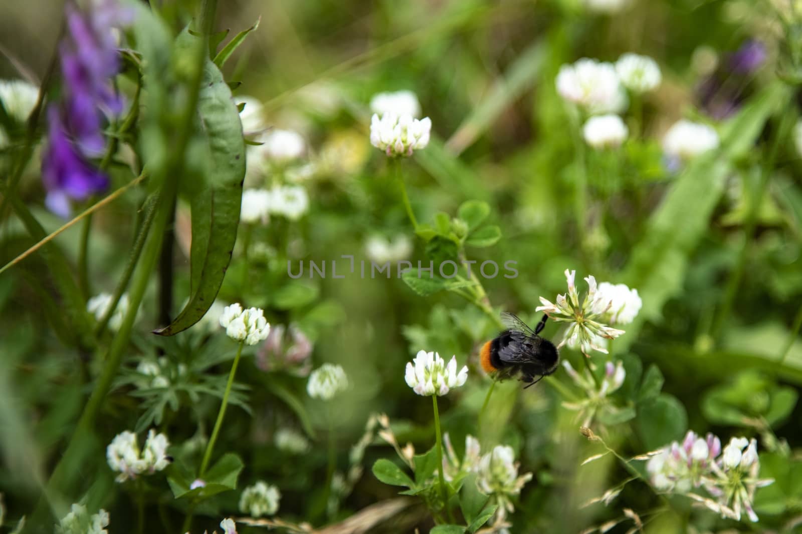 Bumblee in a green field in the summer. by Nemida