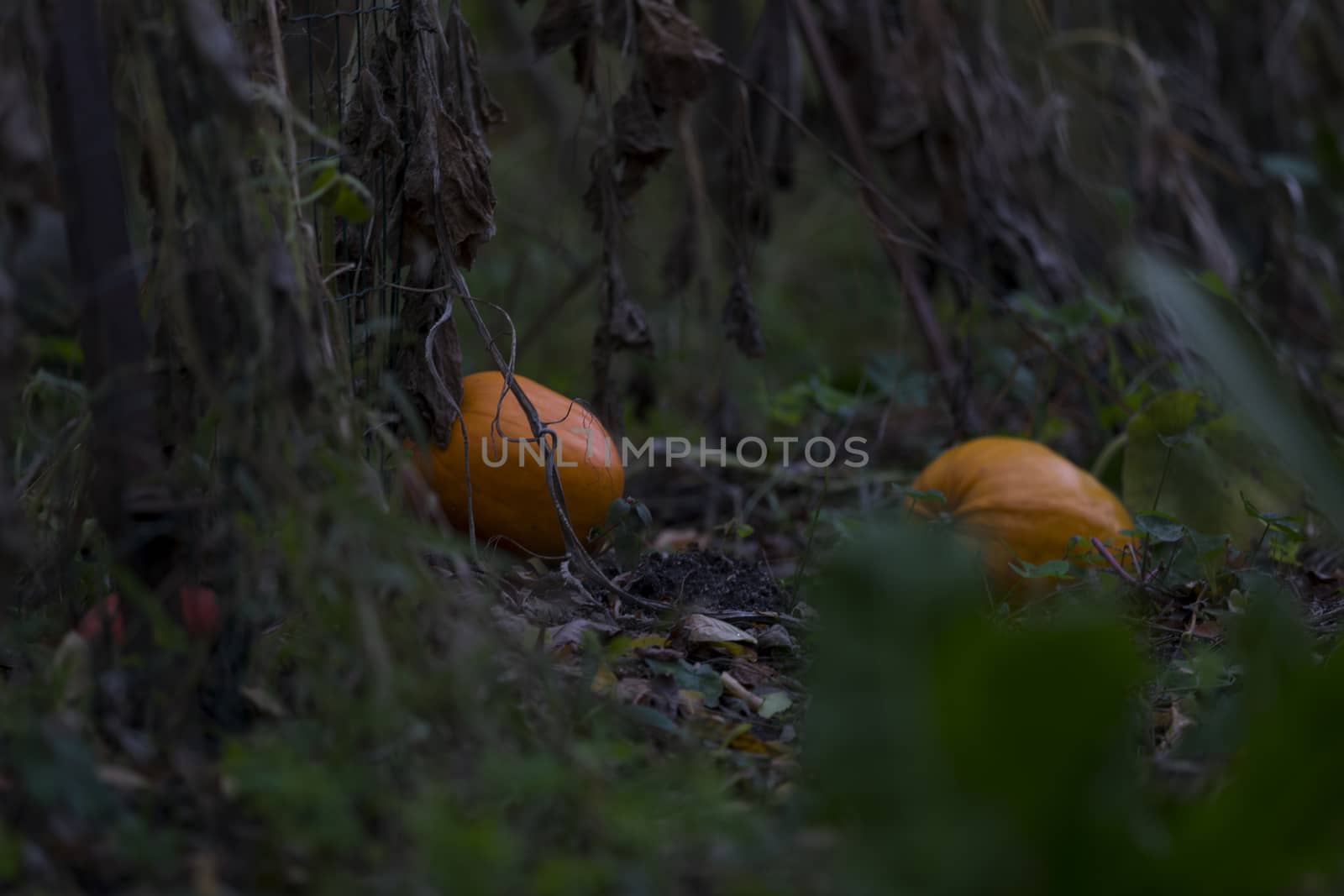 Two pumpkin ripening in the field in the fall