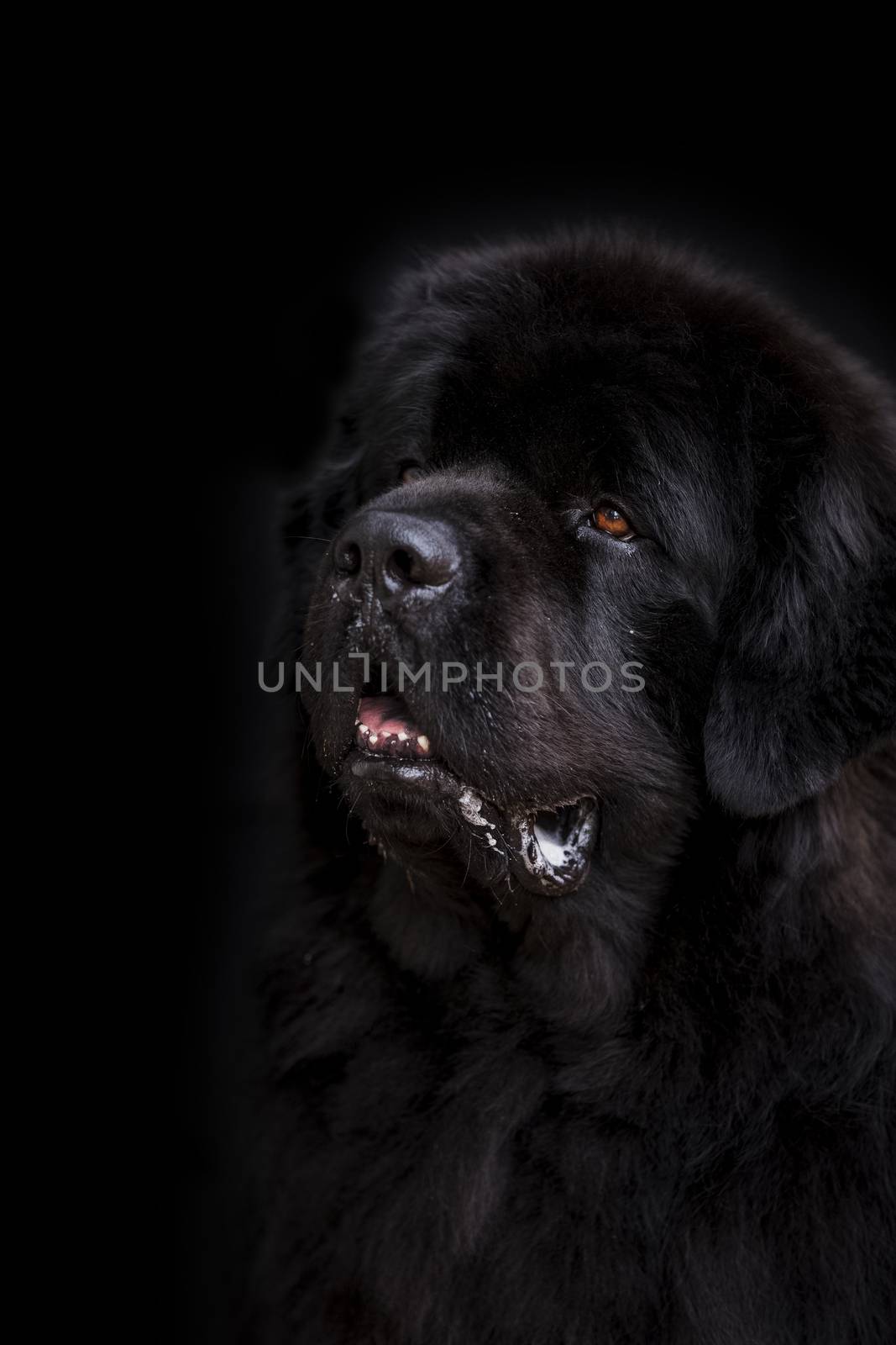 Newfoundland dog over black background.