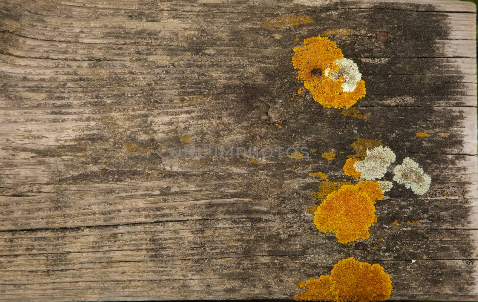 Old brown wooden texture background with yellow lichen