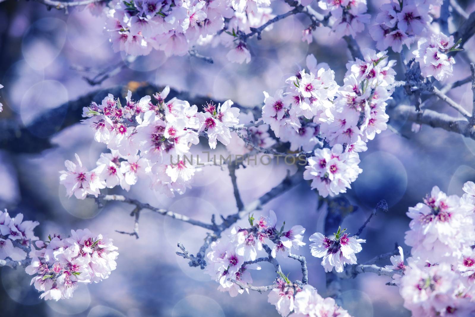 Beautiful cherry blossom in the spring. by Nemida