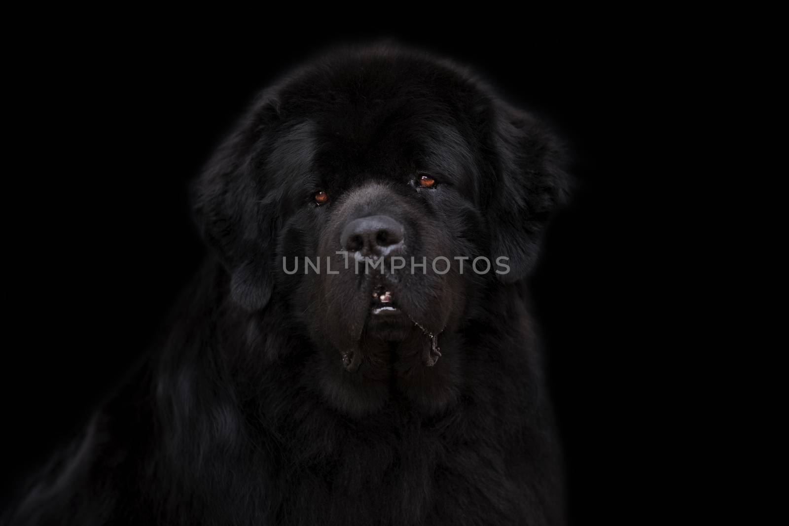 Newfoundland dog over black background.