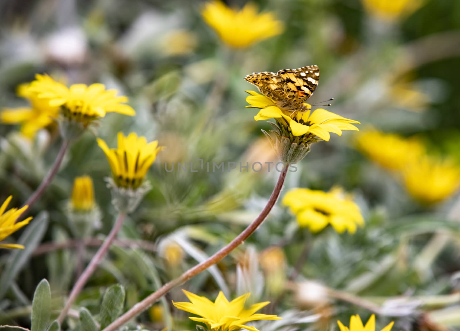 Butterfly in a field of yellow flowers in the summer. by Nemida