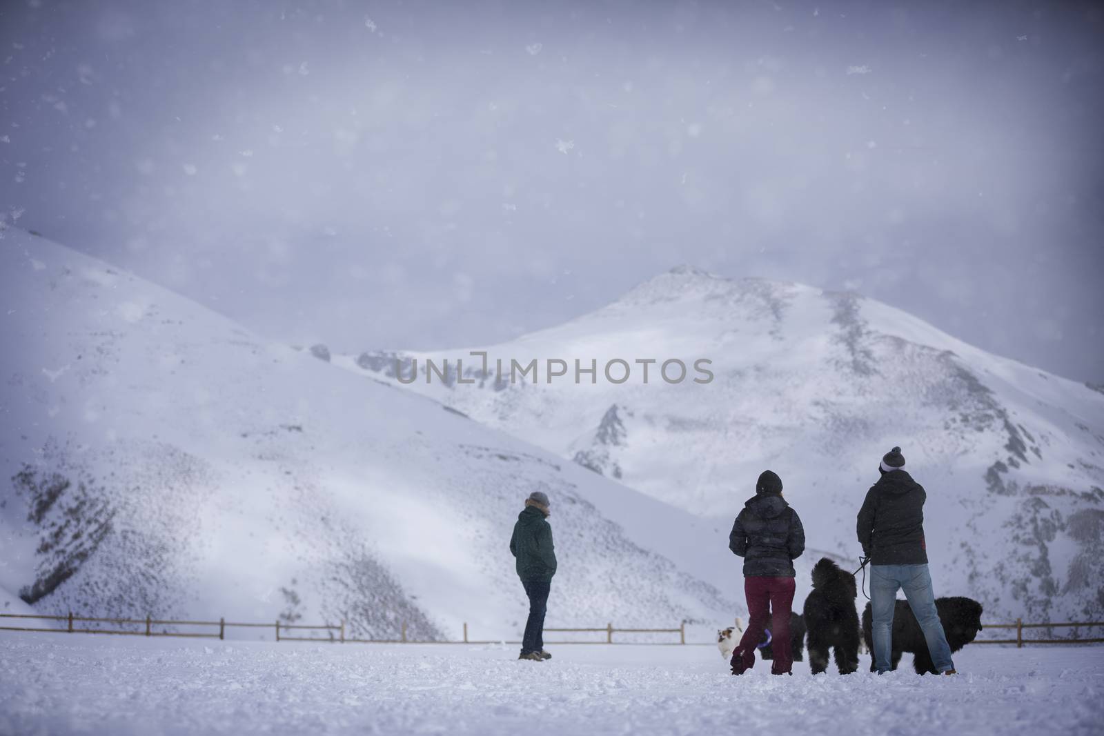 Newfoundland dog in the snow by Nemida