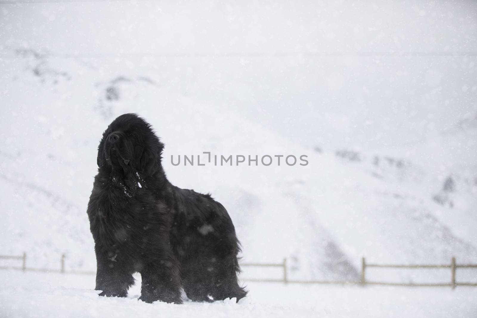 Newfoundland Dog standing in the snow by Nemida