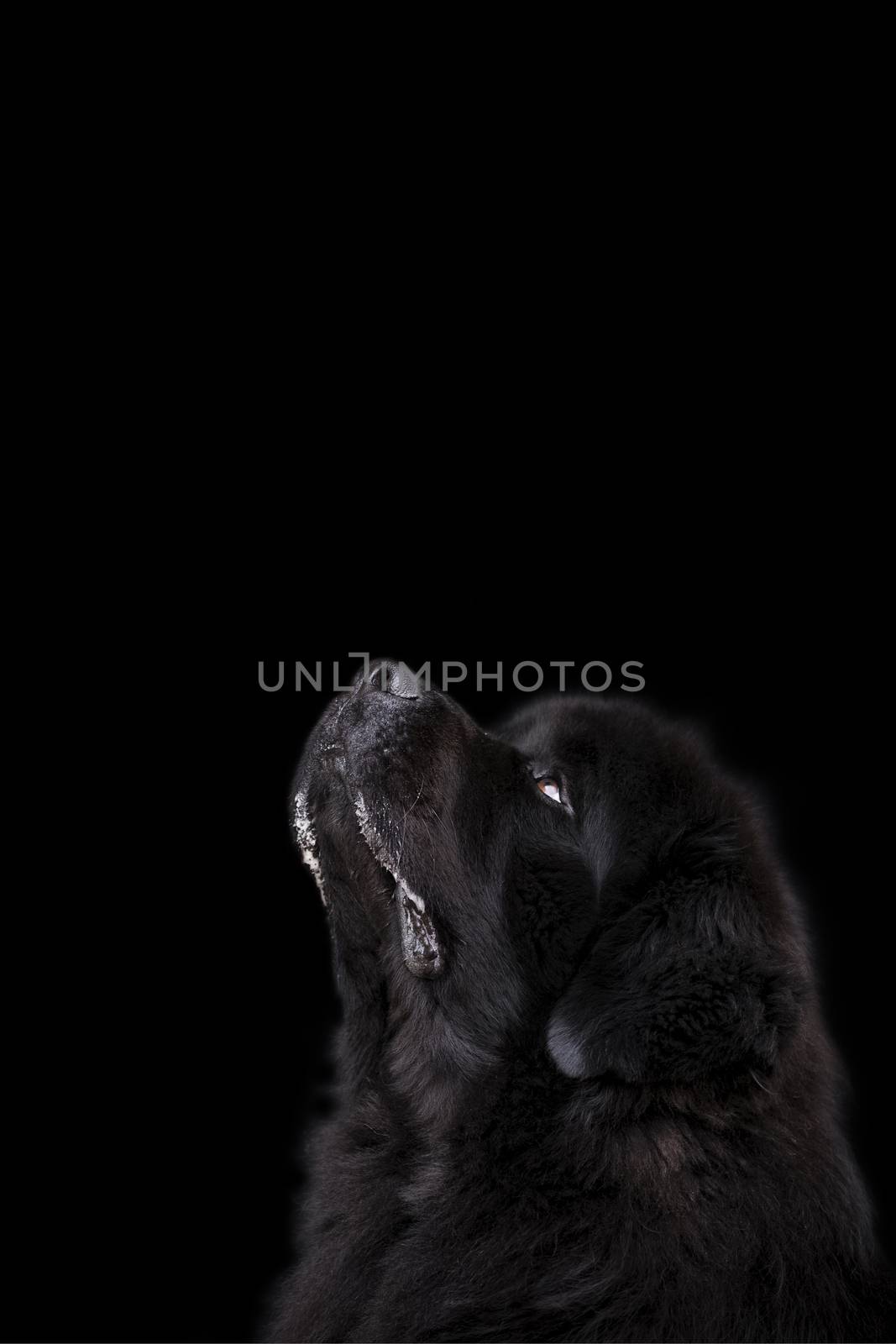 Newfoundland dog over black background.