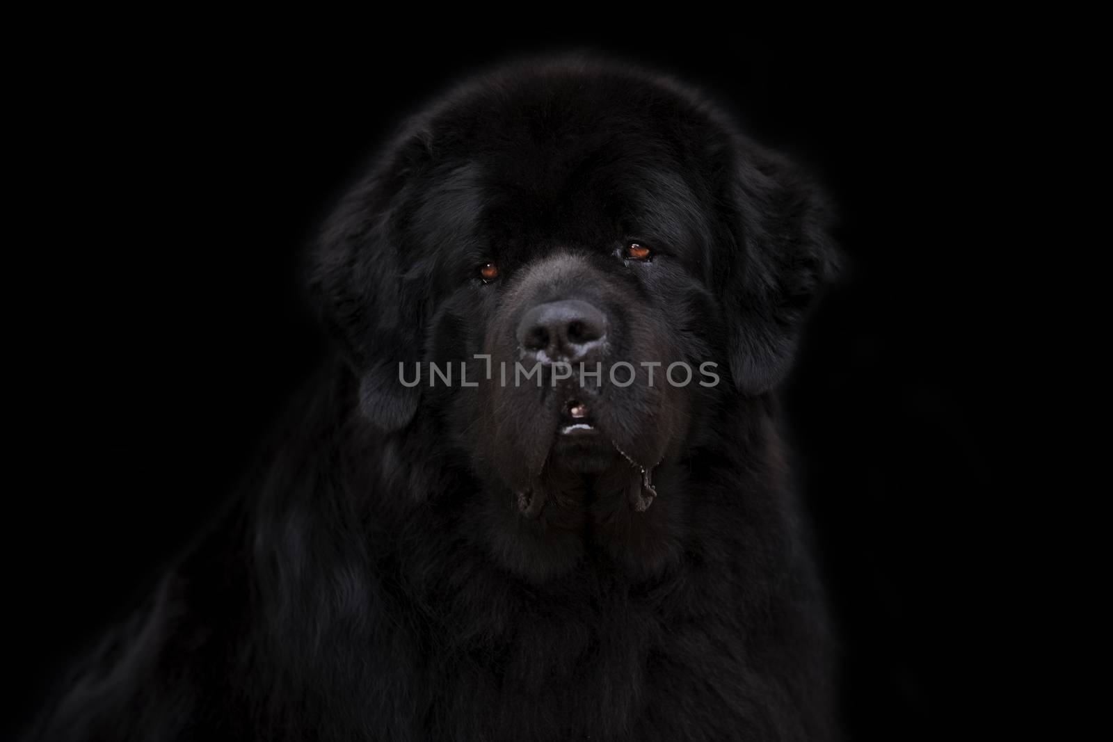 Newfoundland dog over black background by Nemida