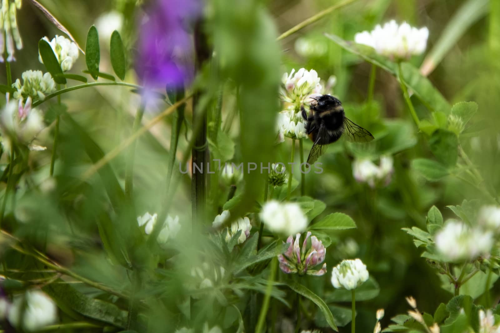 Bumblee in a green field in the summer with purple flower at background.