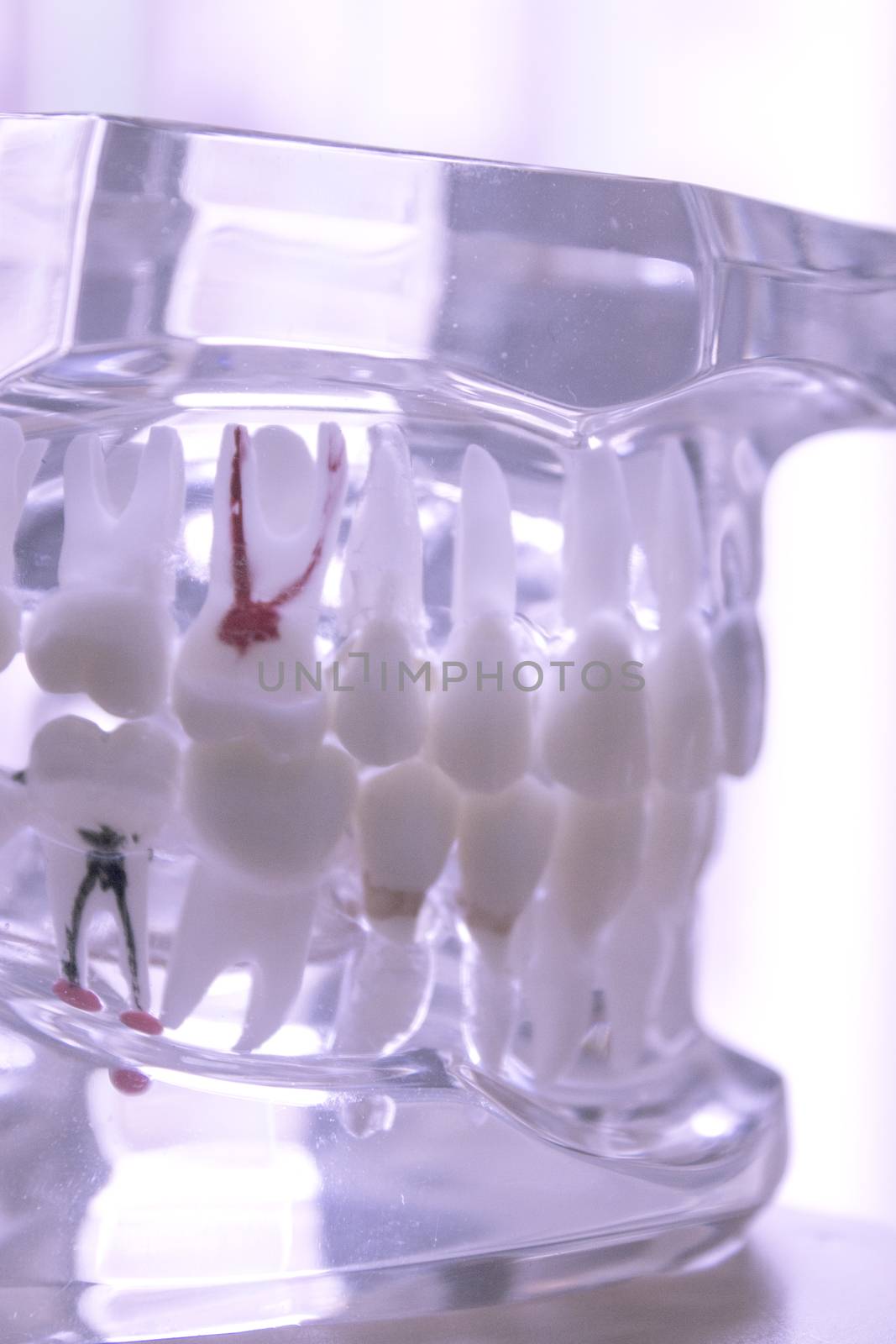 False teeth sample for dentists