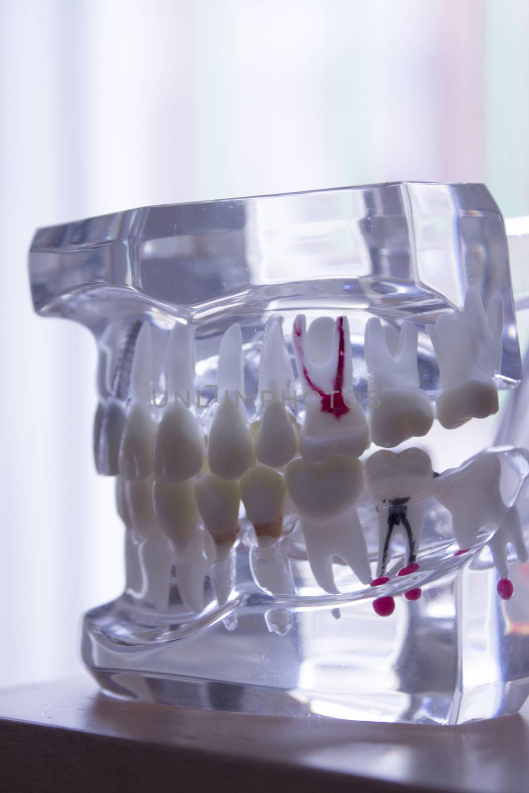 False teeth sample for dentists