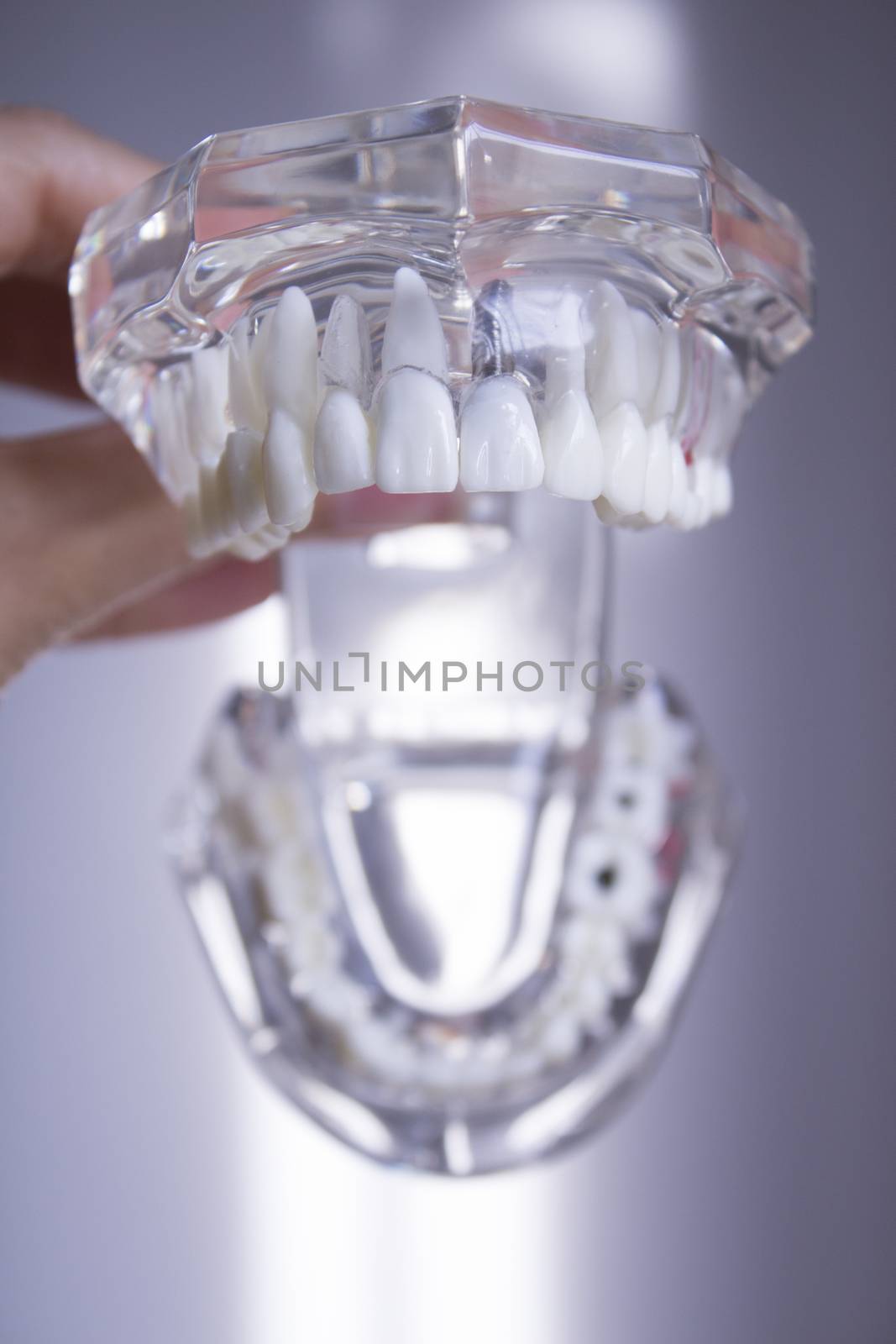 False teeth sample for dentists