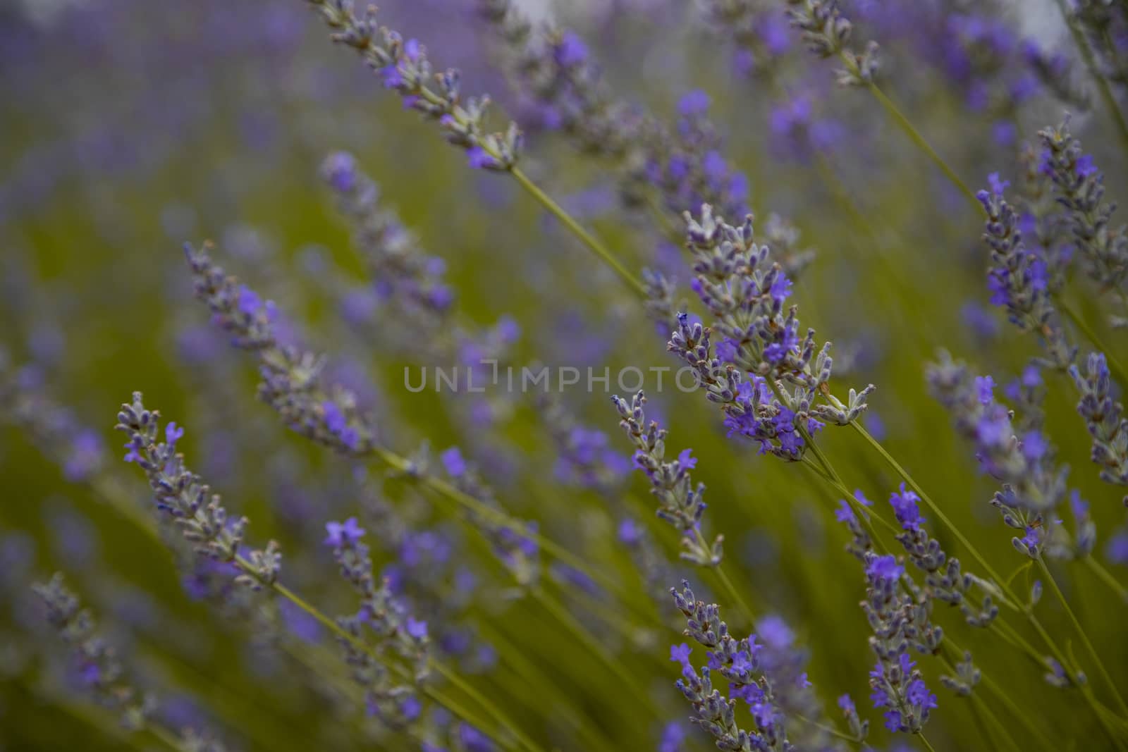 Beautiful detail of a lavender field with purple color.