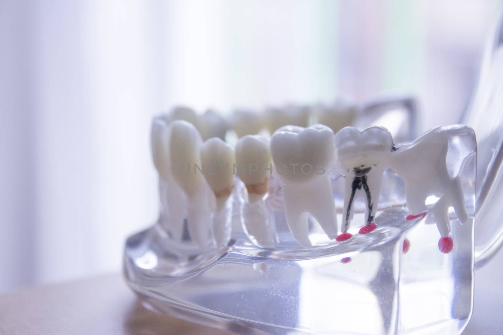 False teeth sample for dentists